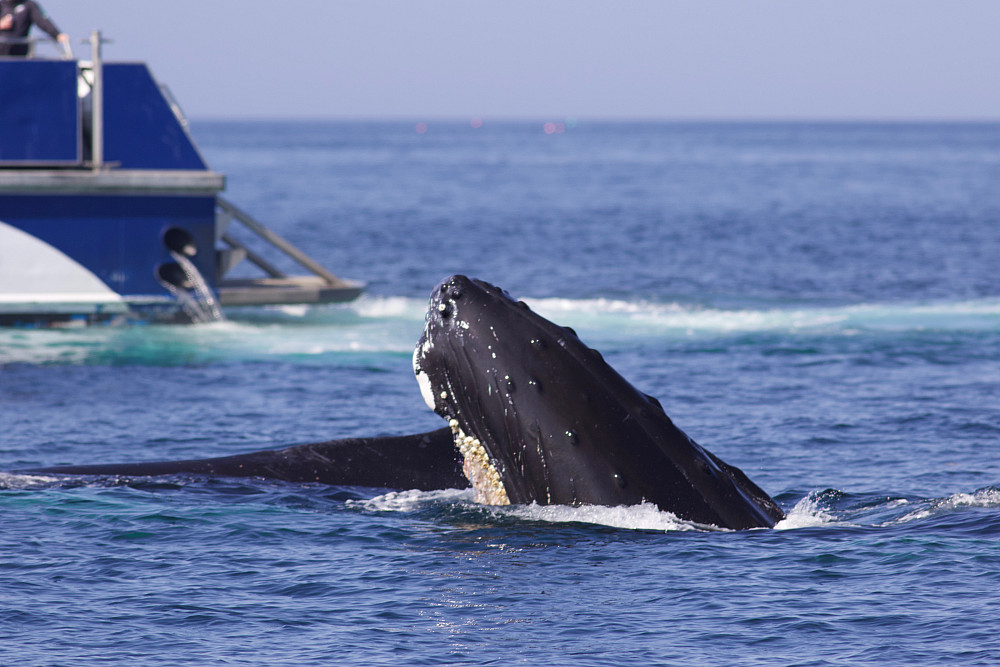 Whales in the Gulf of Maine, one of the fastest-warming bodies of water on the planet, are experi...