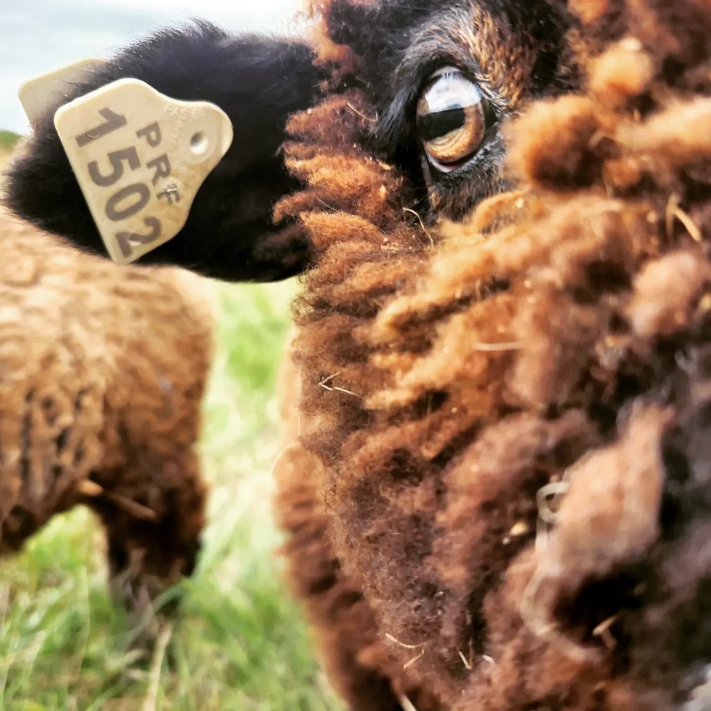 Close-up of a sheep's face.