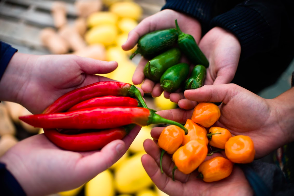 hands holding hot peppers