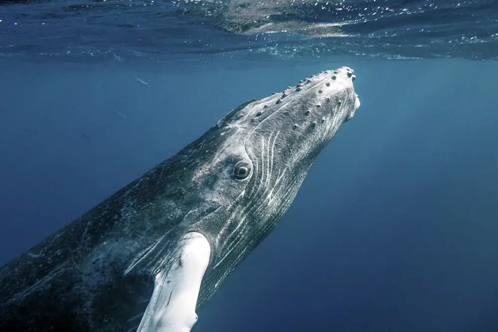 Humpback whale swimming underwater.