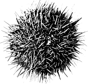 Black silhouette of a sea urchin