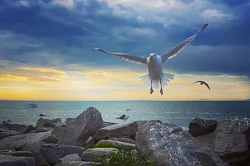 Seagulls flying over rocky shoreline