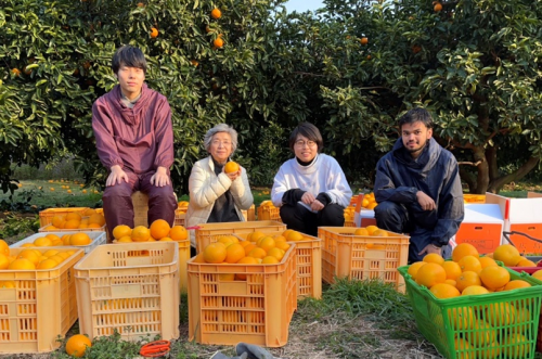 People harvesting oranges in baskets.