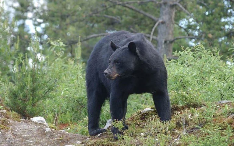 black bear in the wild