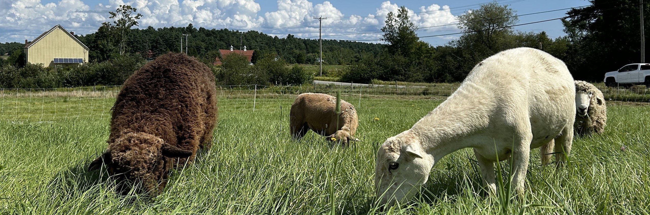 grazing sheep