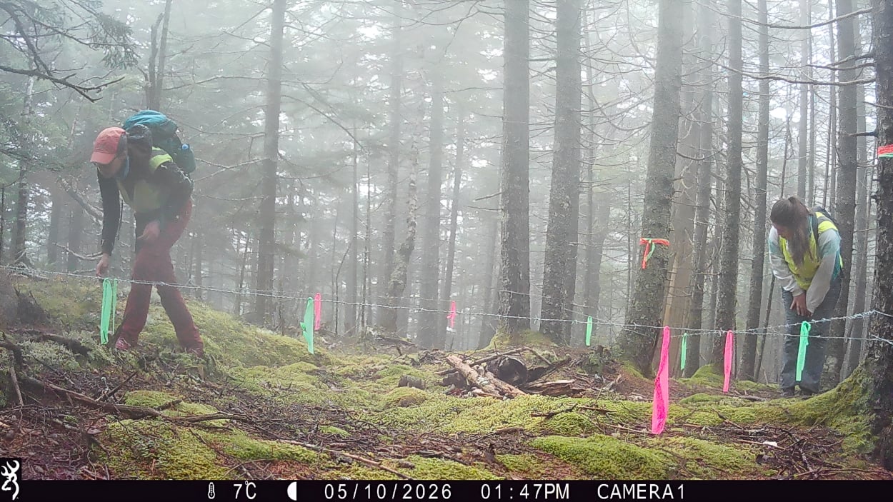 Researchers examining forest evidence collection.