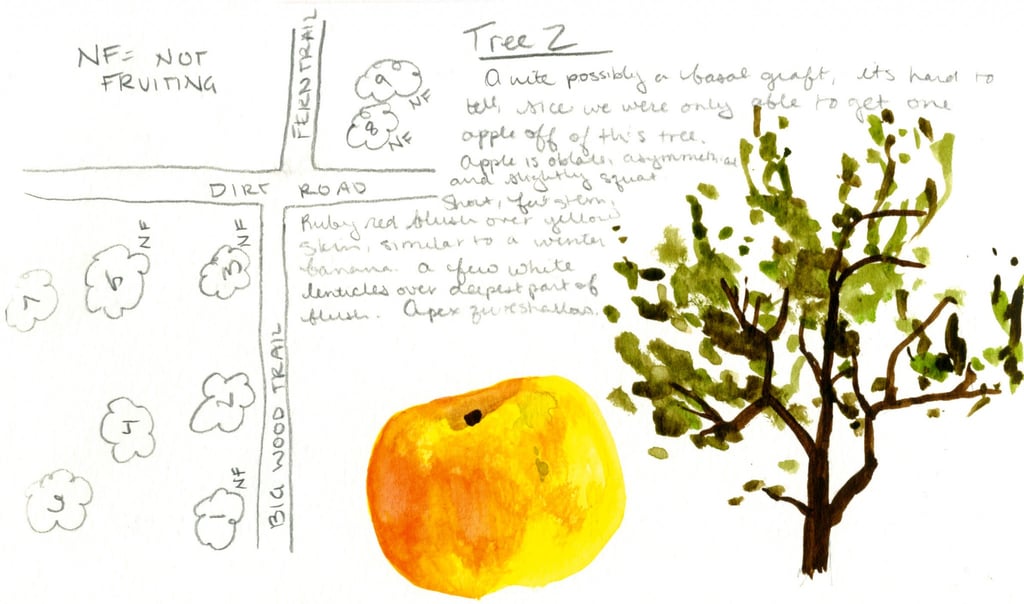 field notebook sketch of apple and tree, with handwriting