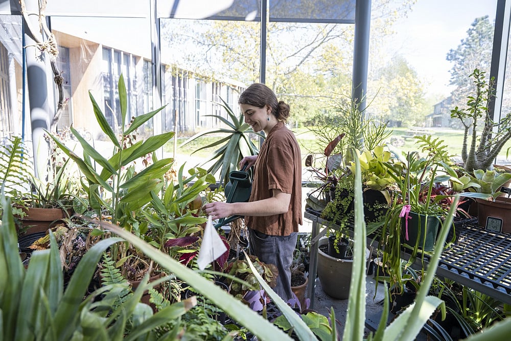 Person tending to indoor plants.