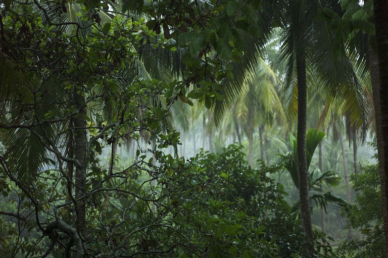 Lush green tropical rainforest with mist