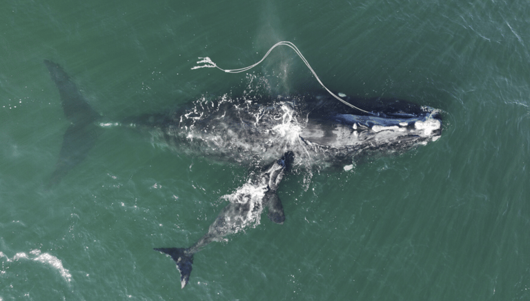 Whale swimming in ocean water.