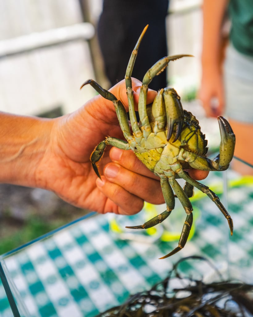 Person holding a green crab.