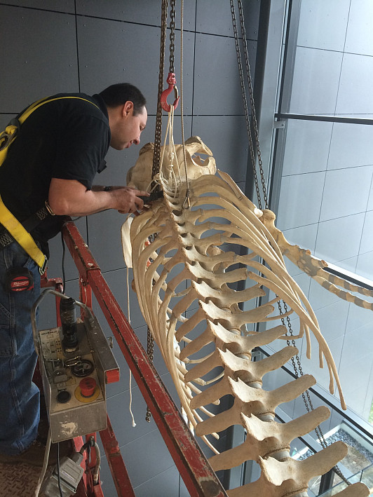Man working on suspended skeleton model.