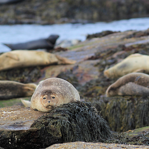 Ocean seals are an integral part of the ecology of Mount Desert Rock, a remote island owned by Co...