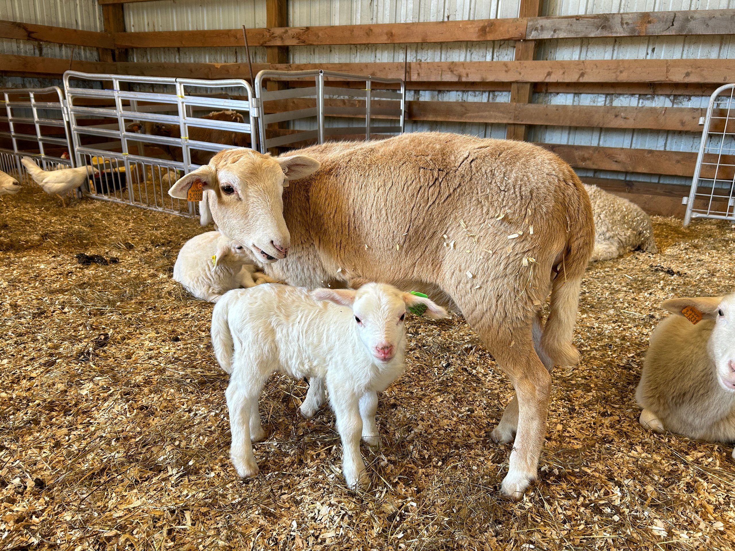 lambs and sheep in the barn
