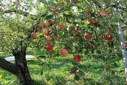 4827 Apple Tree