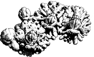 northern barnacle illustration