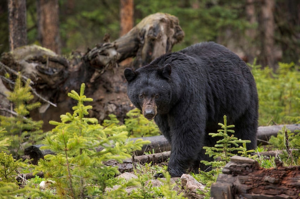 Black bear in a forested area.