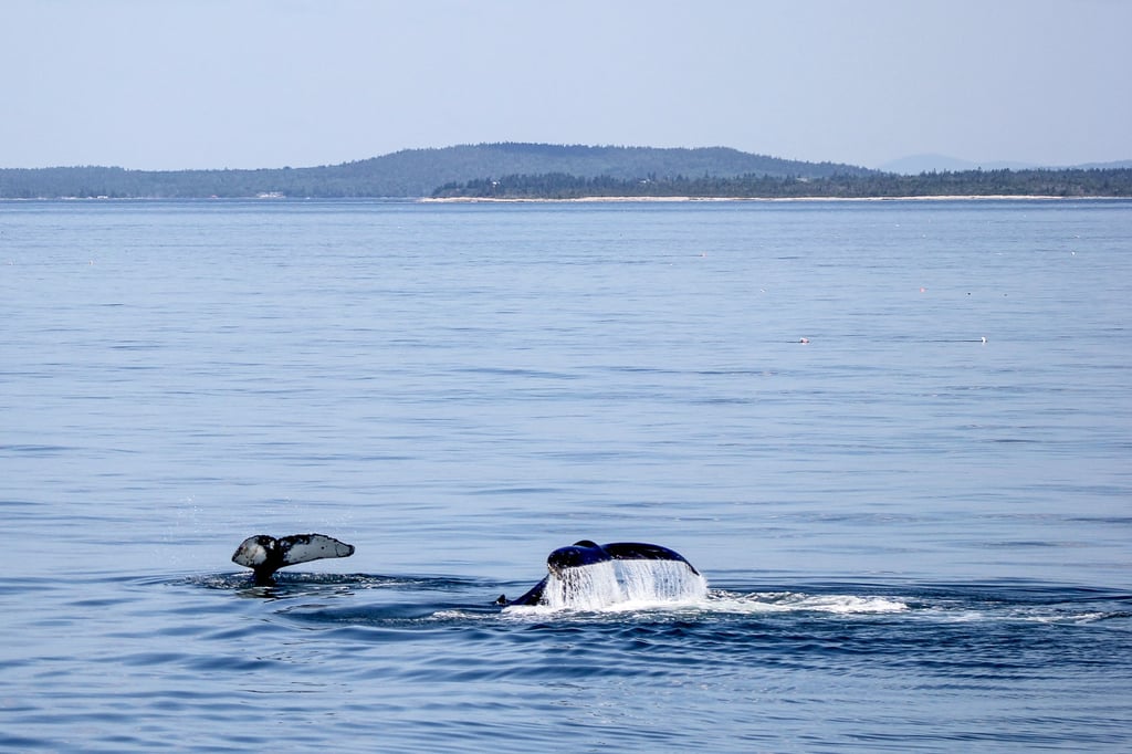 Humpback whales swimming in calm waters
