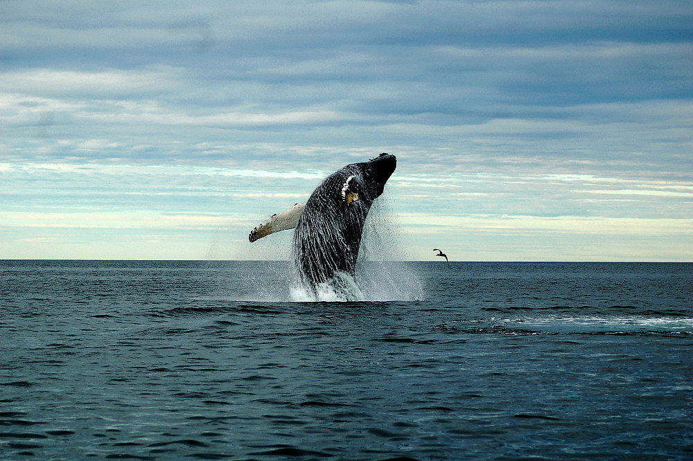 Sightings of whale breaches have decreased at an alarming rate, due to a confluence of factors including warming waters and the fishing industry, according to members of College of the Atlantic's <a href=