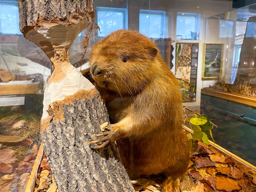 diorama of a beaver gnawing on a log
