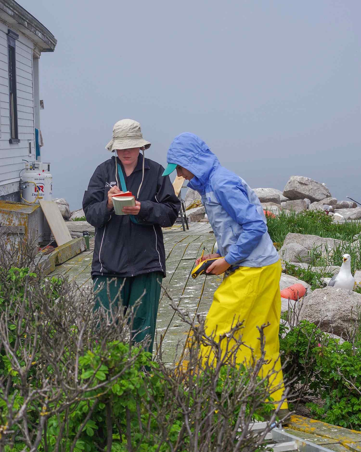 Marina Schnell ’25 and Kaiti Hall ’25 collecting data on a foggy day at the COA Edward McC. Blair Marine Research Station on Mo...
