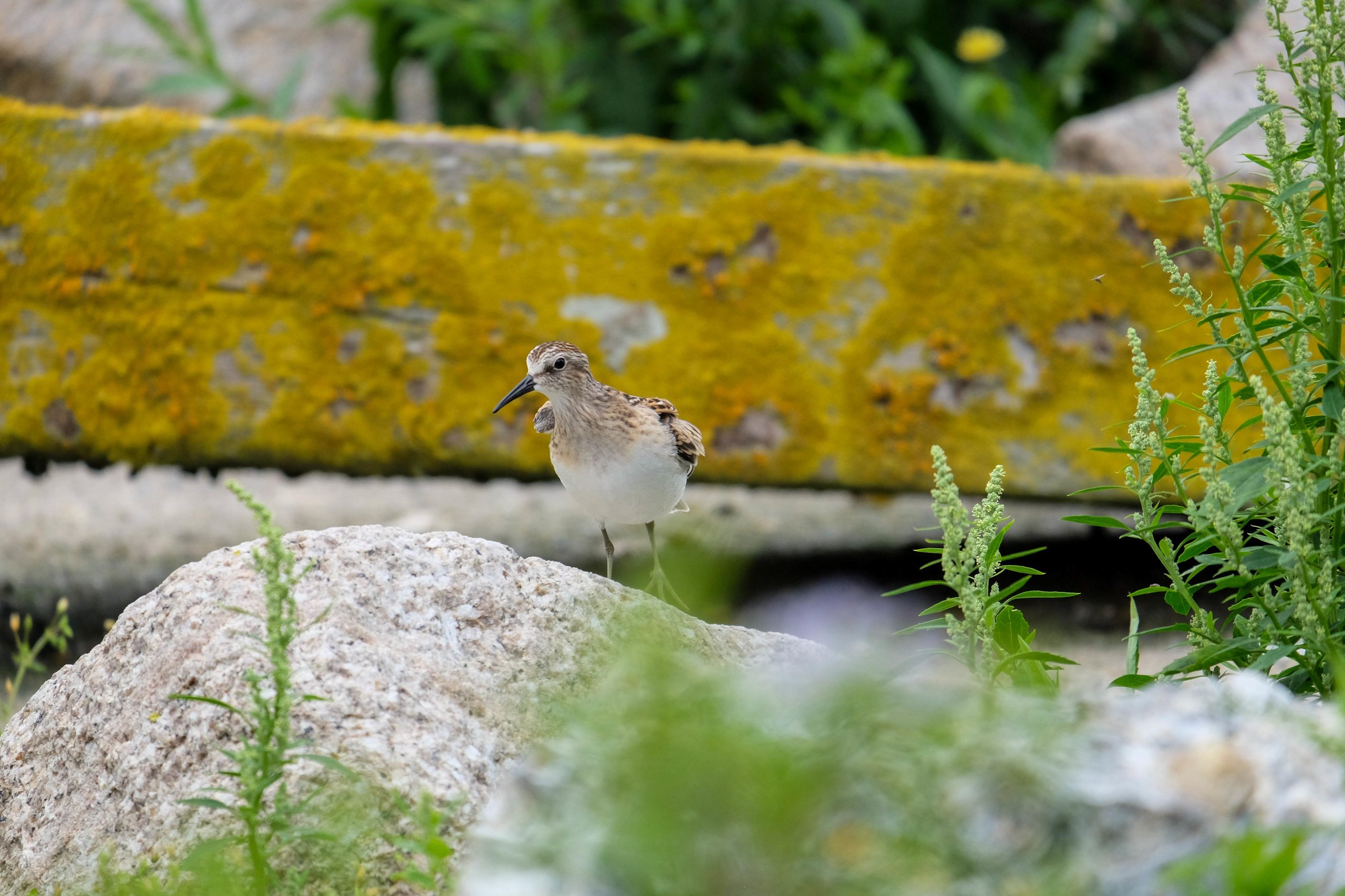 seabird on a rock