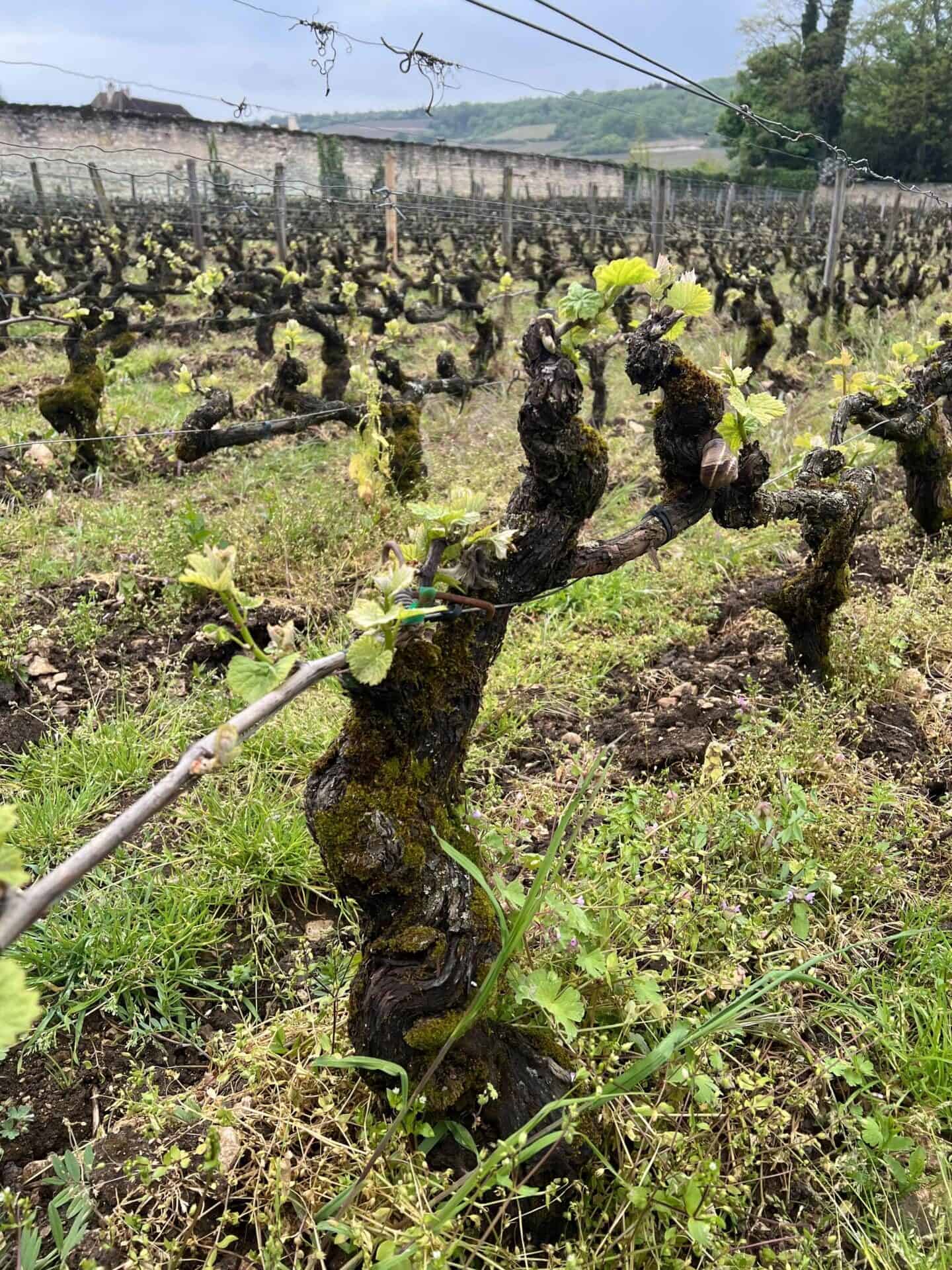 Burgundy Countryside. The Wine Geeks of Silicon Valley. HT Media. Mint Lounge