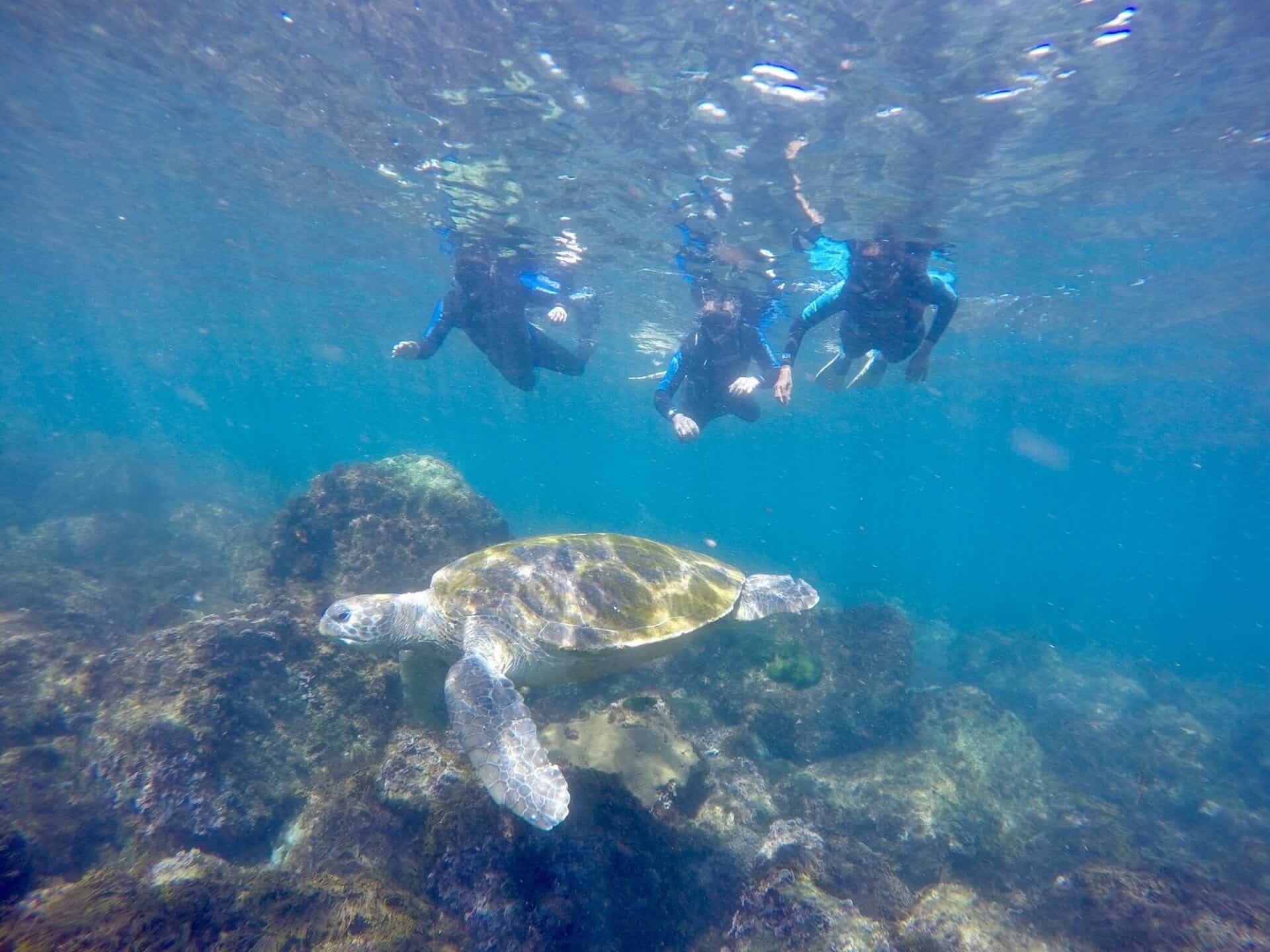 Snorkeling with a green turtle at the Cook Island Aquatic Reserve