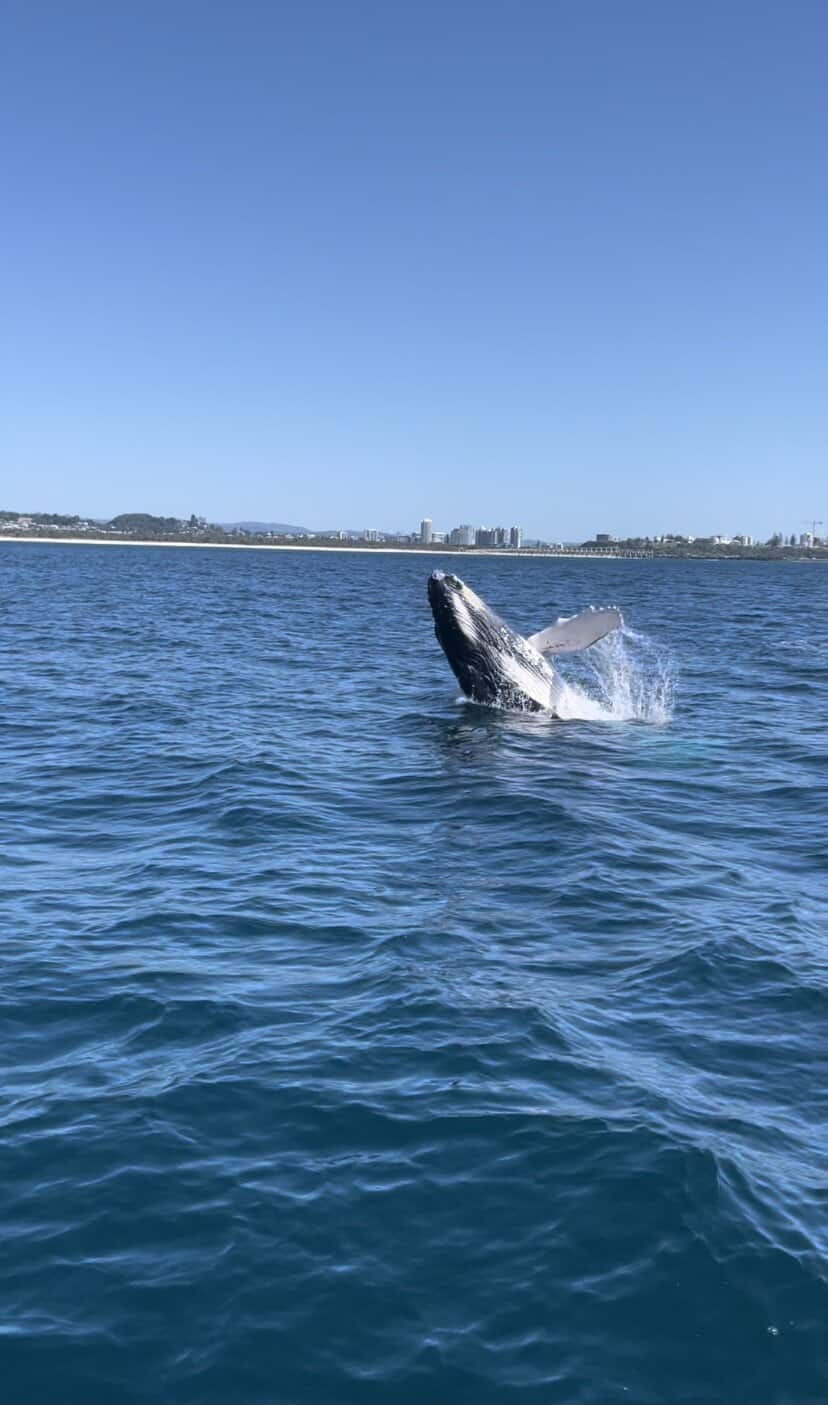 A baby whale breaching the sea