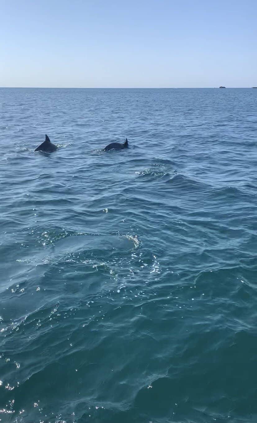 Dolphins swimming by the boat