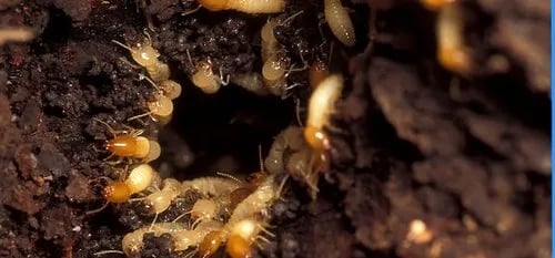 Asian Pest Management Service - 2