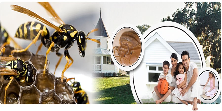 Asian Pest Management Service