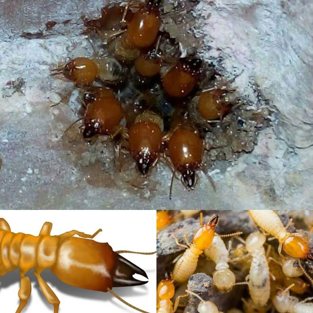 Evergreen Pest Control Services, Trichy, Tamilnadu - 2