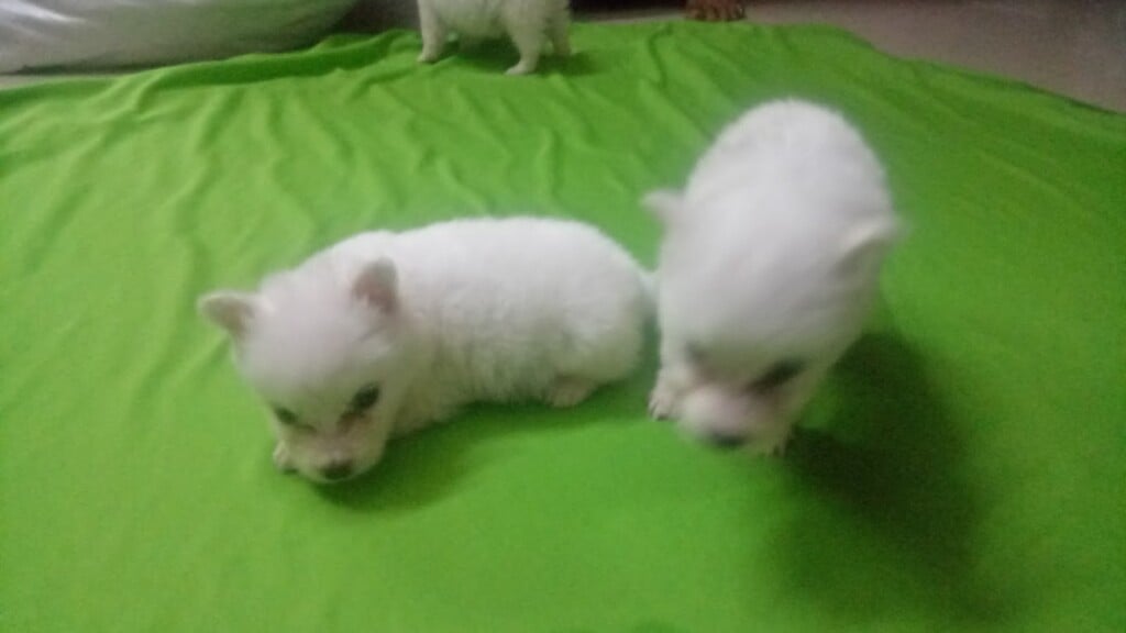 Amazing pet shop - 4