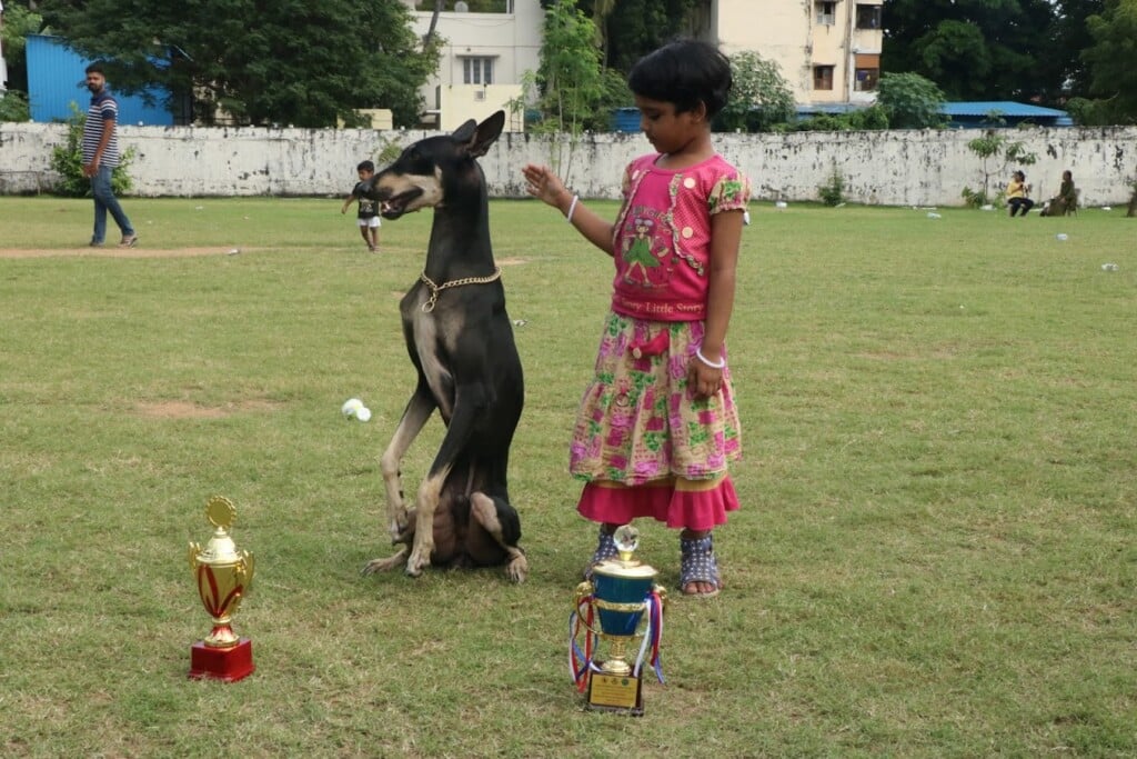 Amazing pet shop - 2