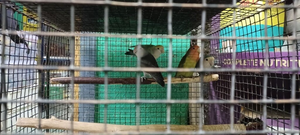 Sai Gokul Pets World Pet Shop - 2