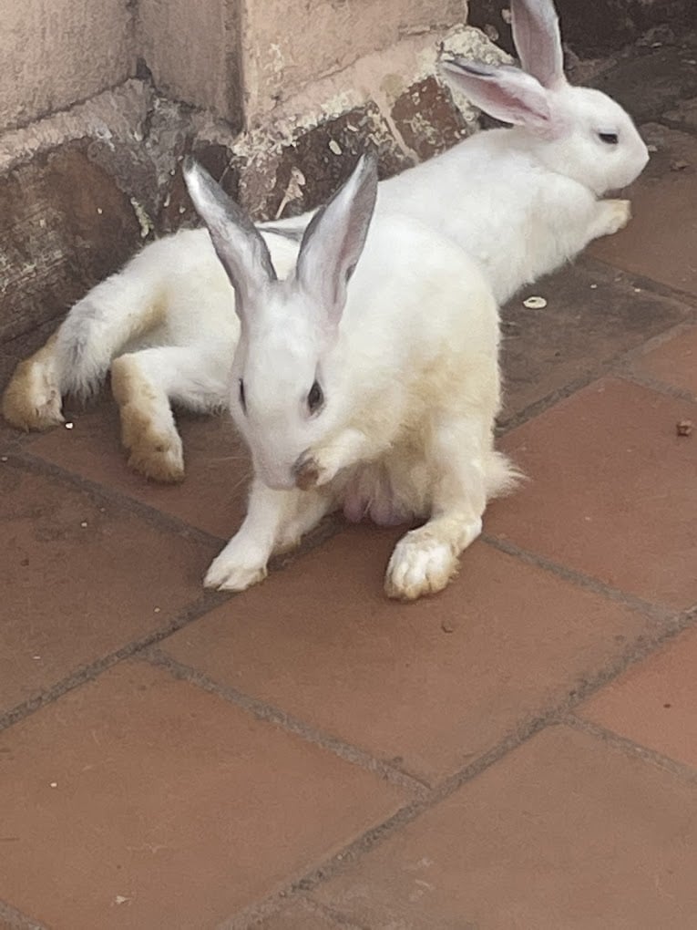 Sai Gokul Pets World Pet Shop - 4