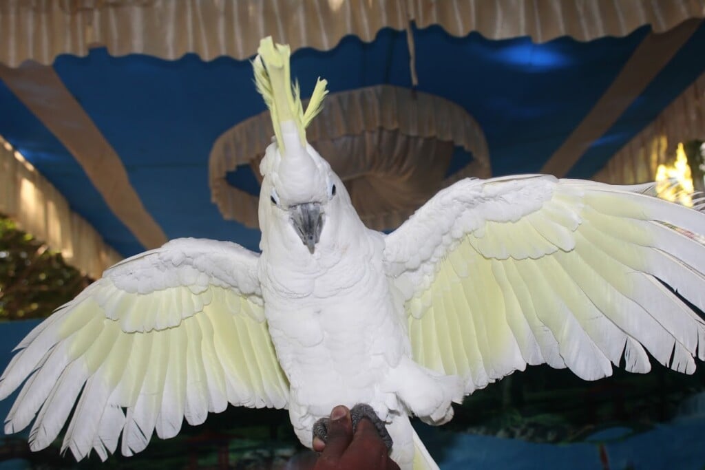 Mufasa Pets Exclusive birds pet shop in chennai - 2