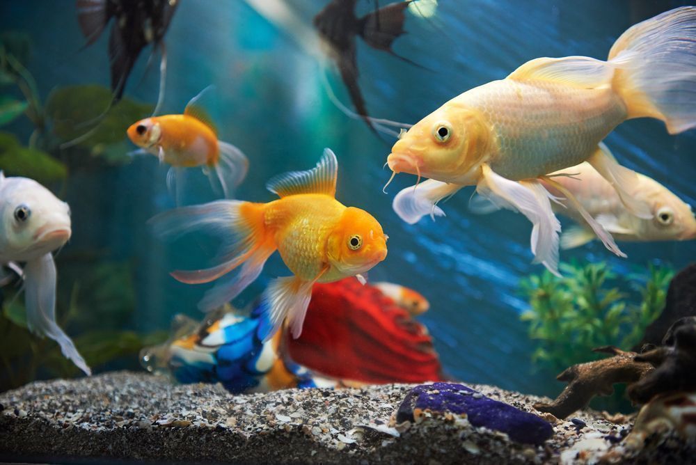 Chennai Pets Mart & Aquarium - 2