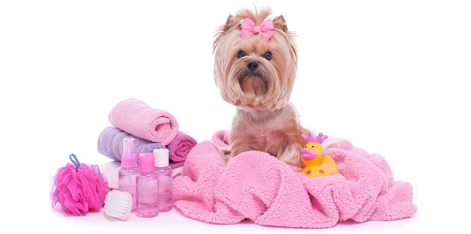 PETS DAILY NEEDS - 2