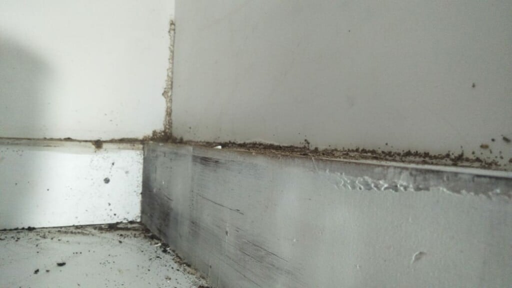 Tamilnadu Pest Control- Pest Control in Chennai - Termite Control in Chennai - 4