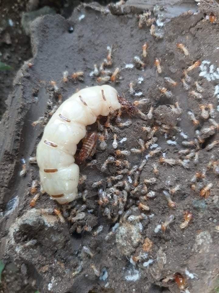 Sri Sai Pest Control Management Services Chennai - 2