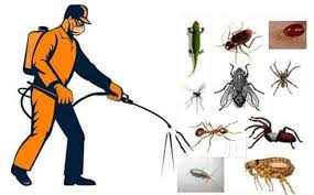 Pest Control Services - 3