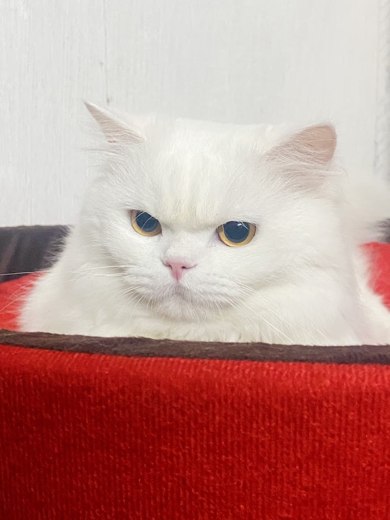 Best For Pets - Maduravoyal, Chennai - 3