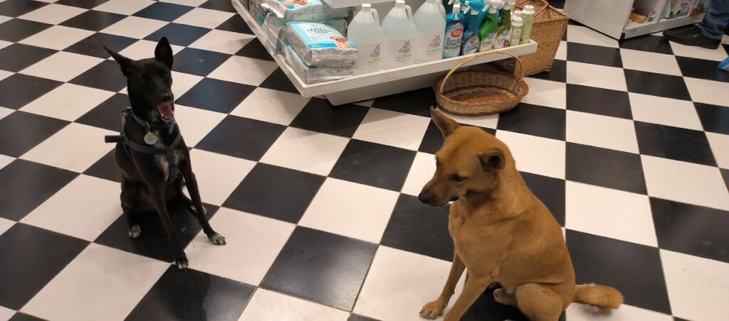 Heads Up For Tails | Anna Nagar, Chennai - 2