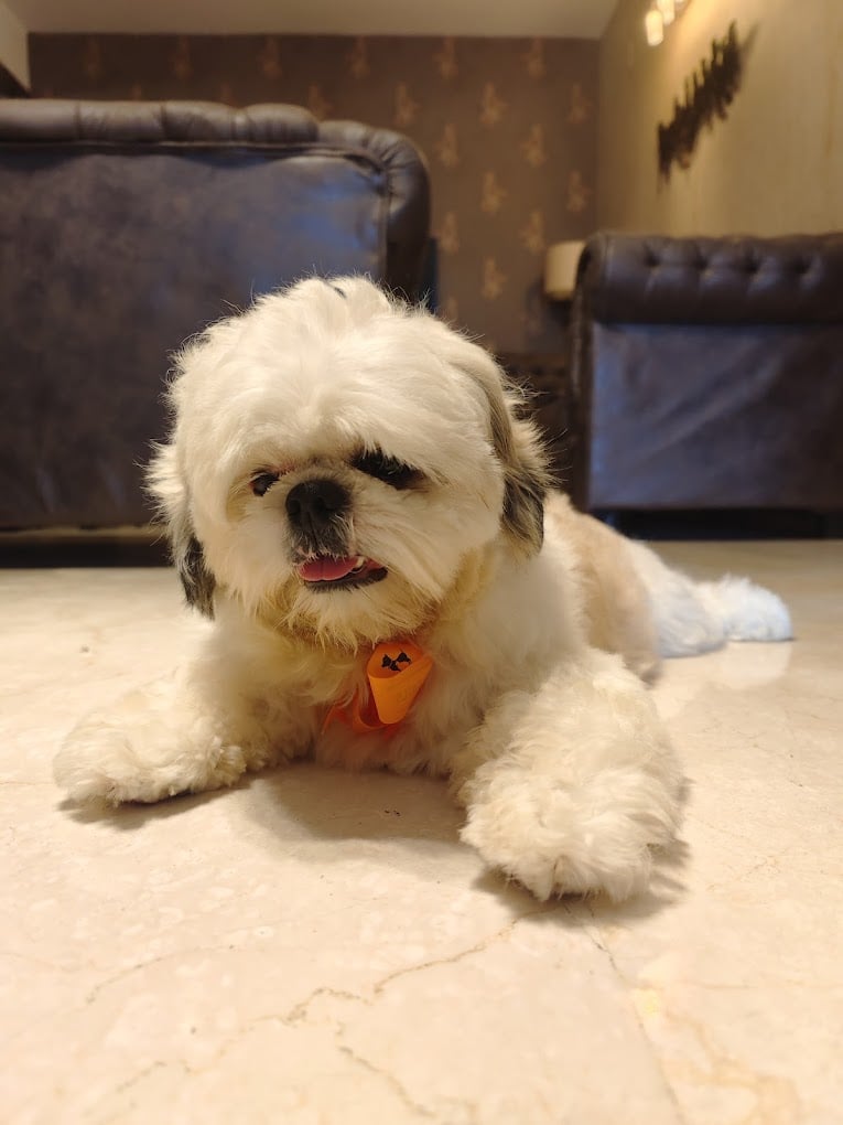 Heads Up For Tails | Anna Nagar, Chennai - 3