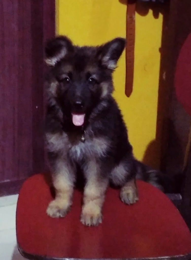 C.R Pets & Aquarium - pet shop, pet food & accessories, puppies sale - 2