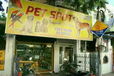 Pet Spot