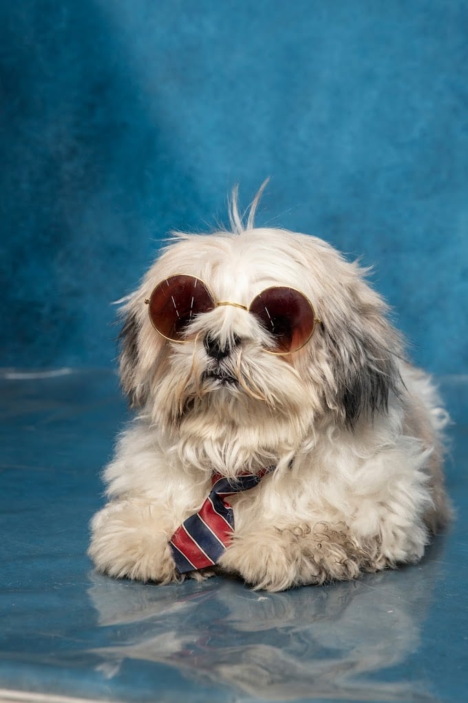 JUSTDOGS - Pet Store & Spa | Anna Nagar, Chennai - 3