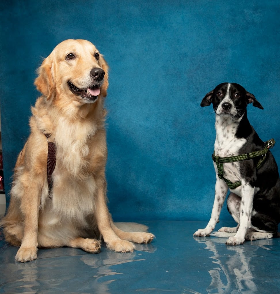 JUSTDOGS - Pet Store & Spa | Anna Nagar, Chennai - 2